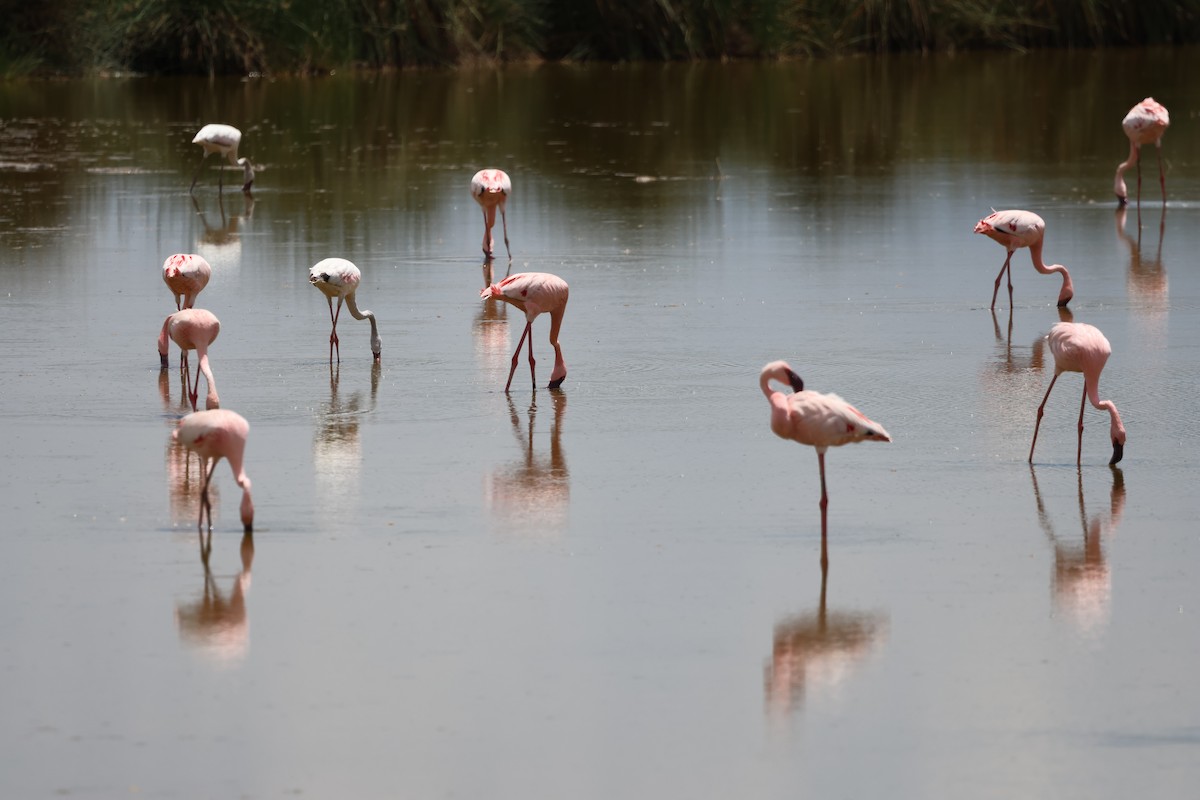 Zwergflamingo - ML646637607