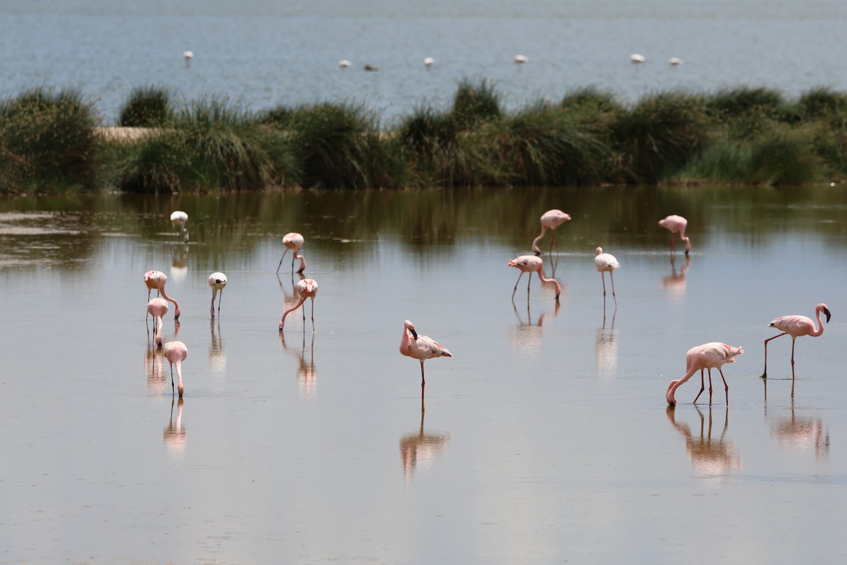 Zwergflamingo - ML646637608