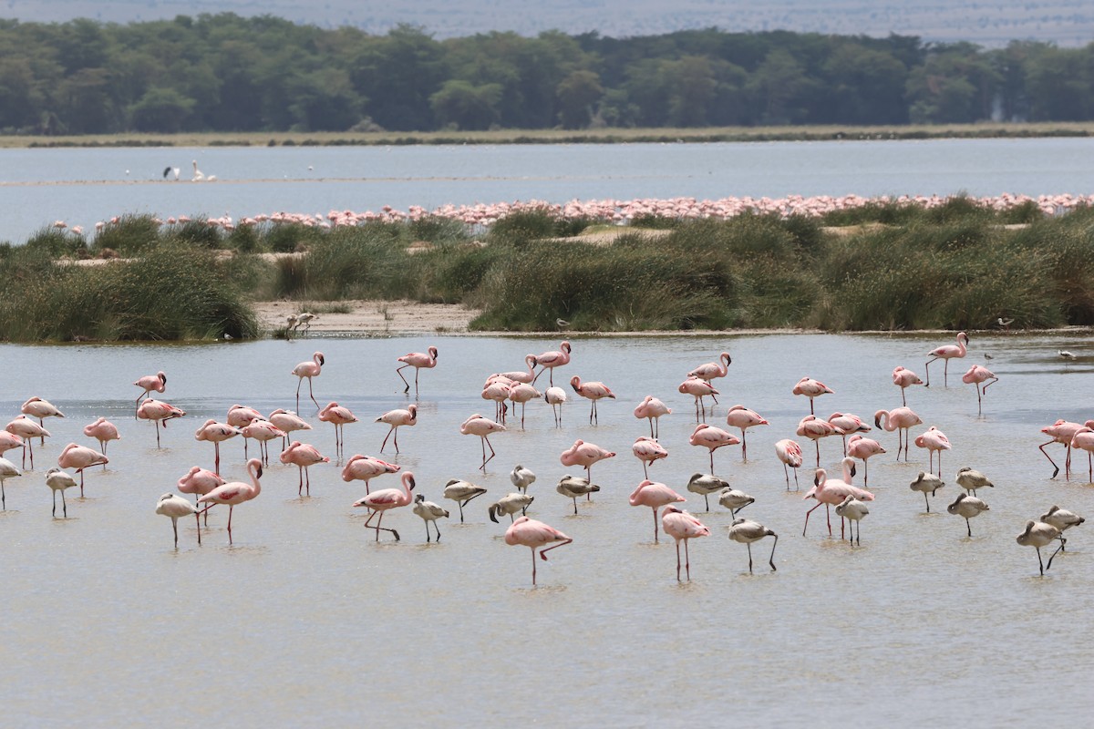 Малый фламинго - ML646637609