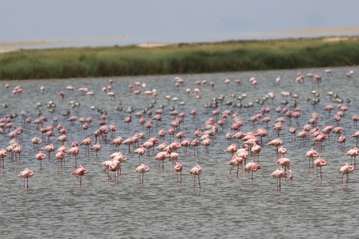 Zwergflamingo - ML646637610