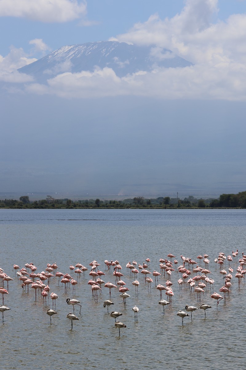 Zwergflamingo - ML646637611