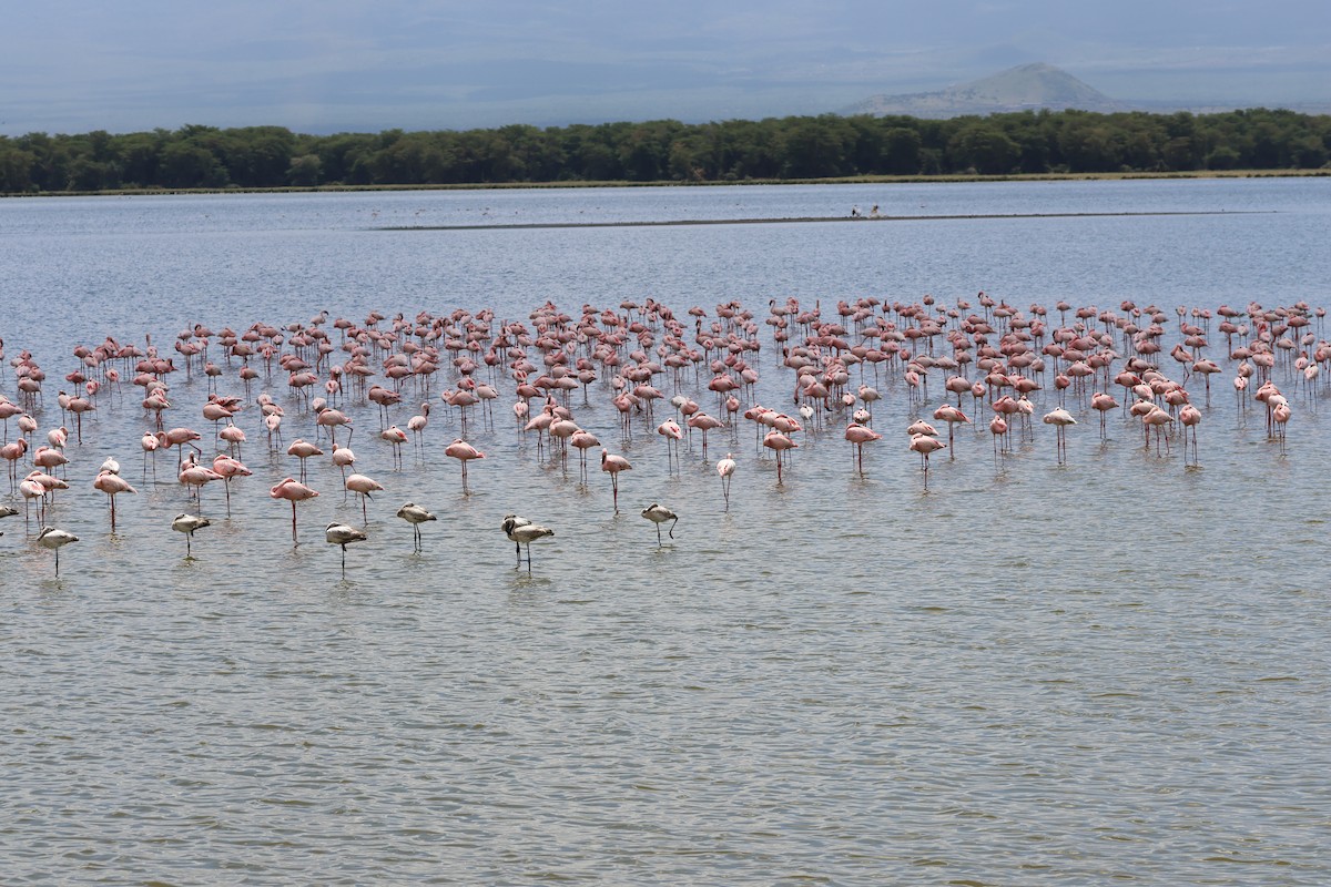 Малый фламинго - ML646637612