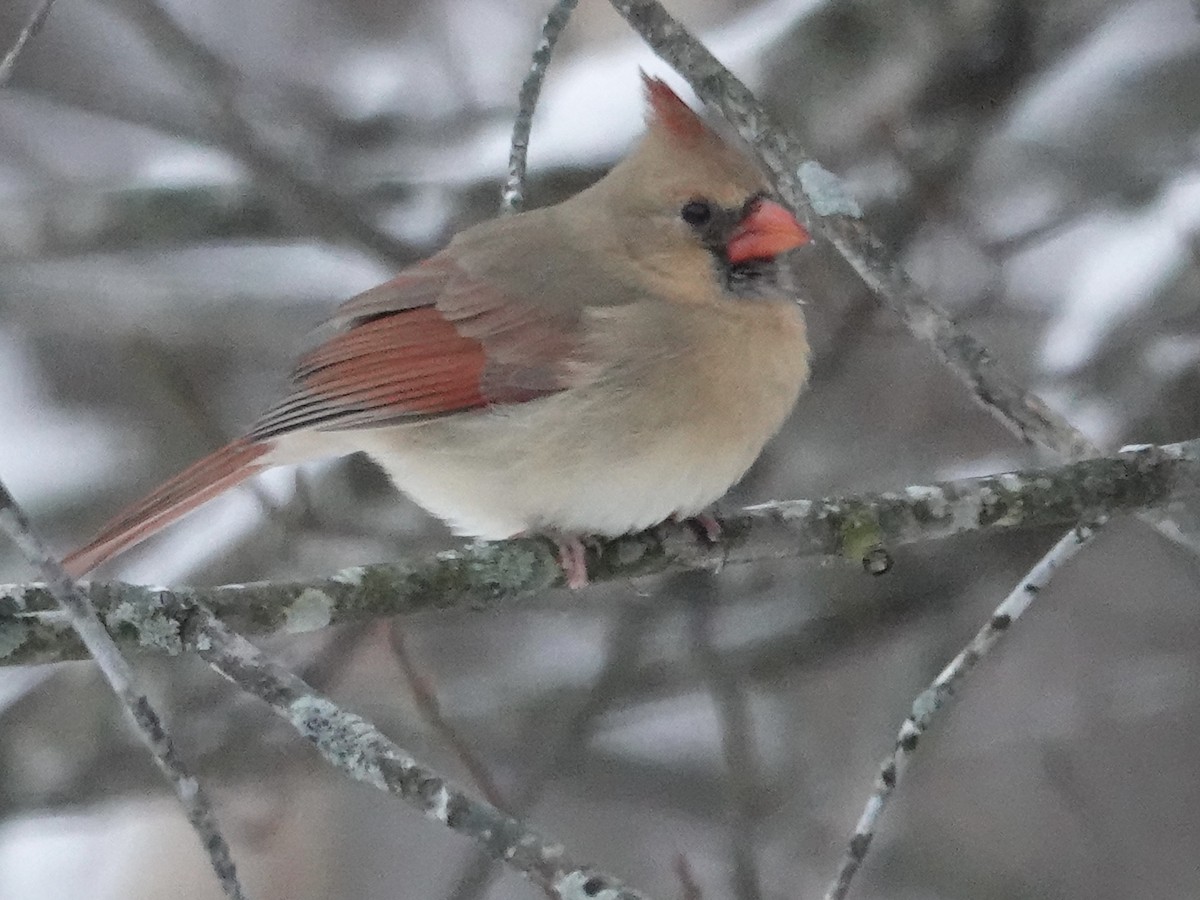 Kardinal arrunta - ML646637614