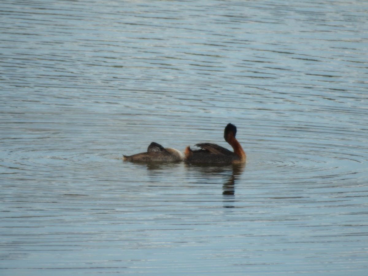 Grand Grèbe - ML646637615