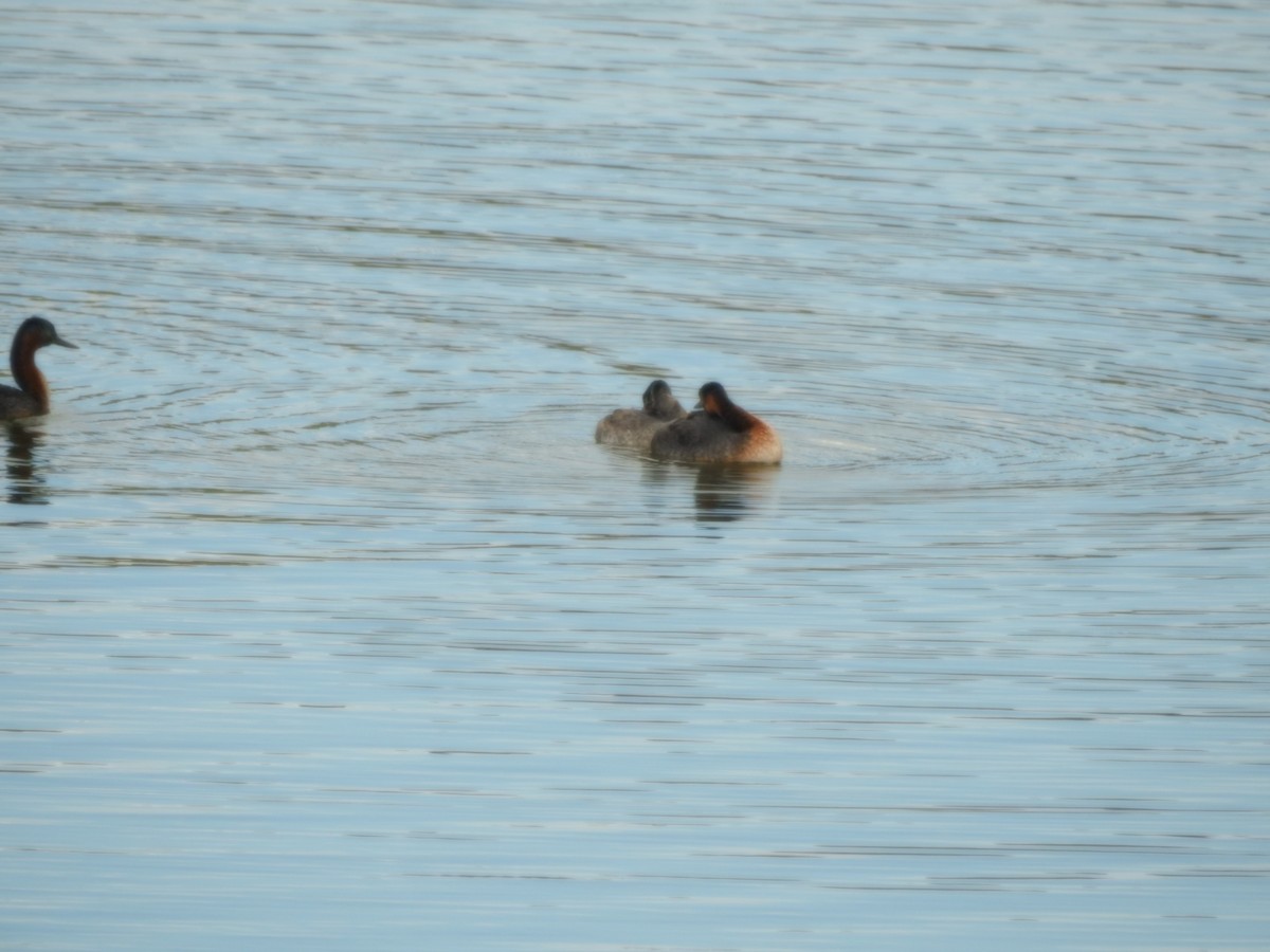 Grand Grèbe - ML646637617