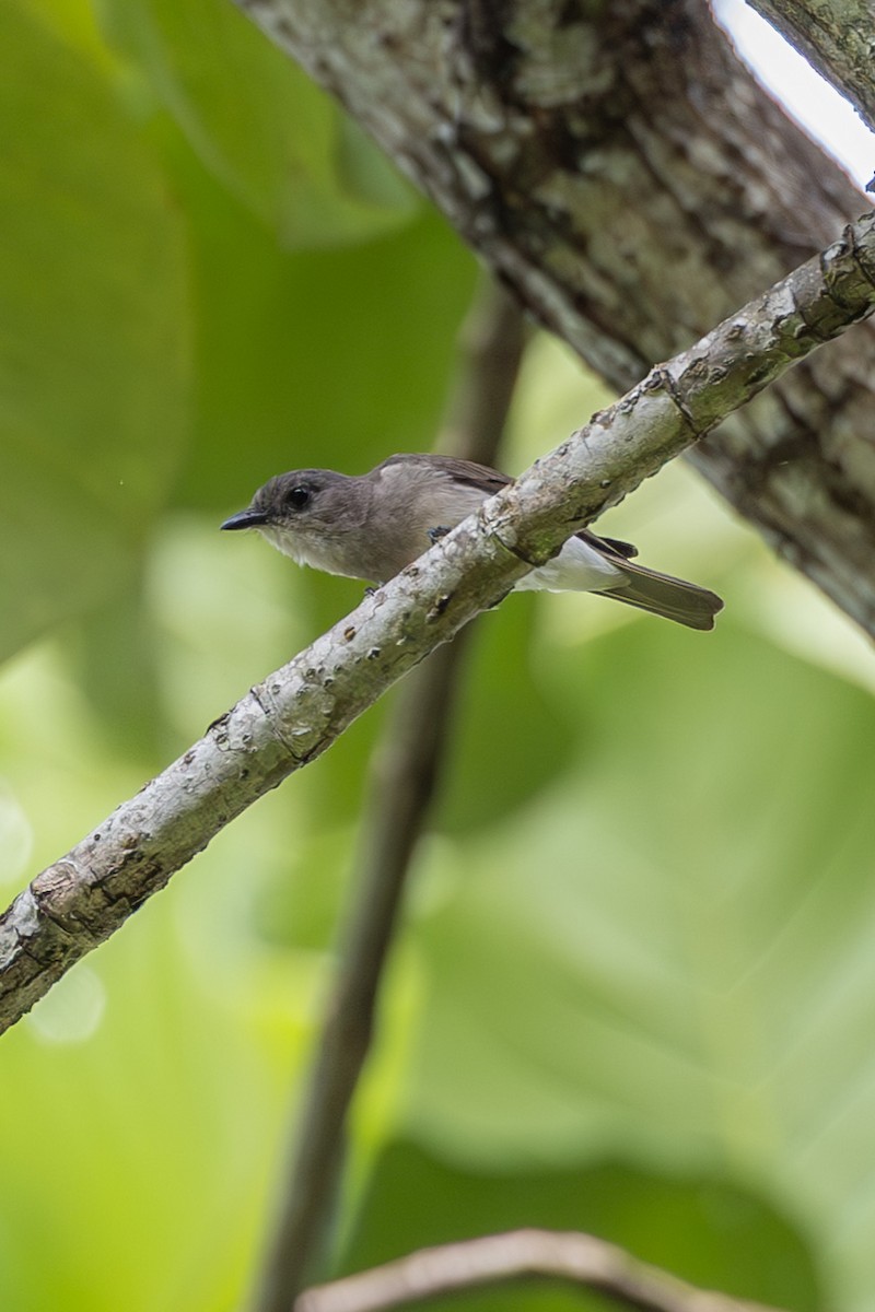 Drab Whistler - ML646637618