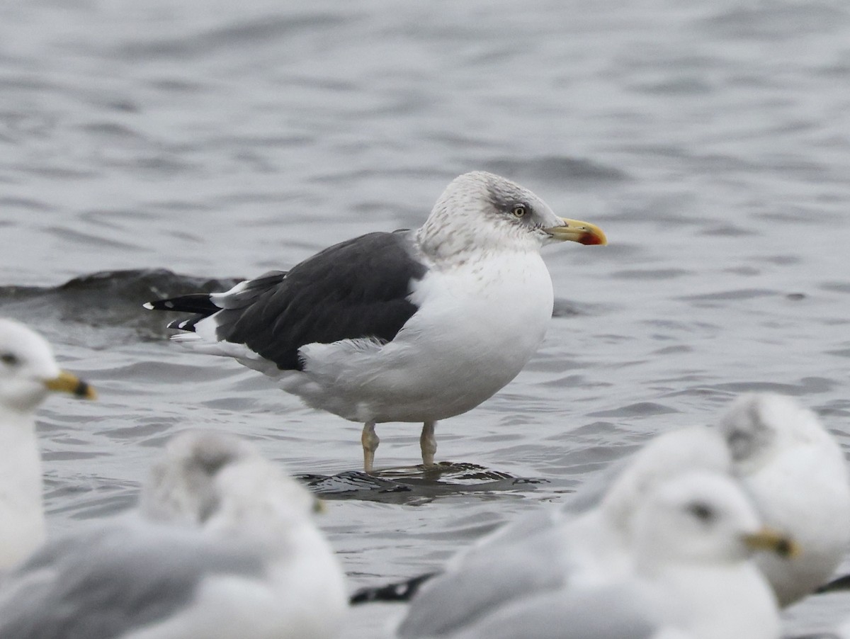 Бэсрэг цахлай - ML646637620