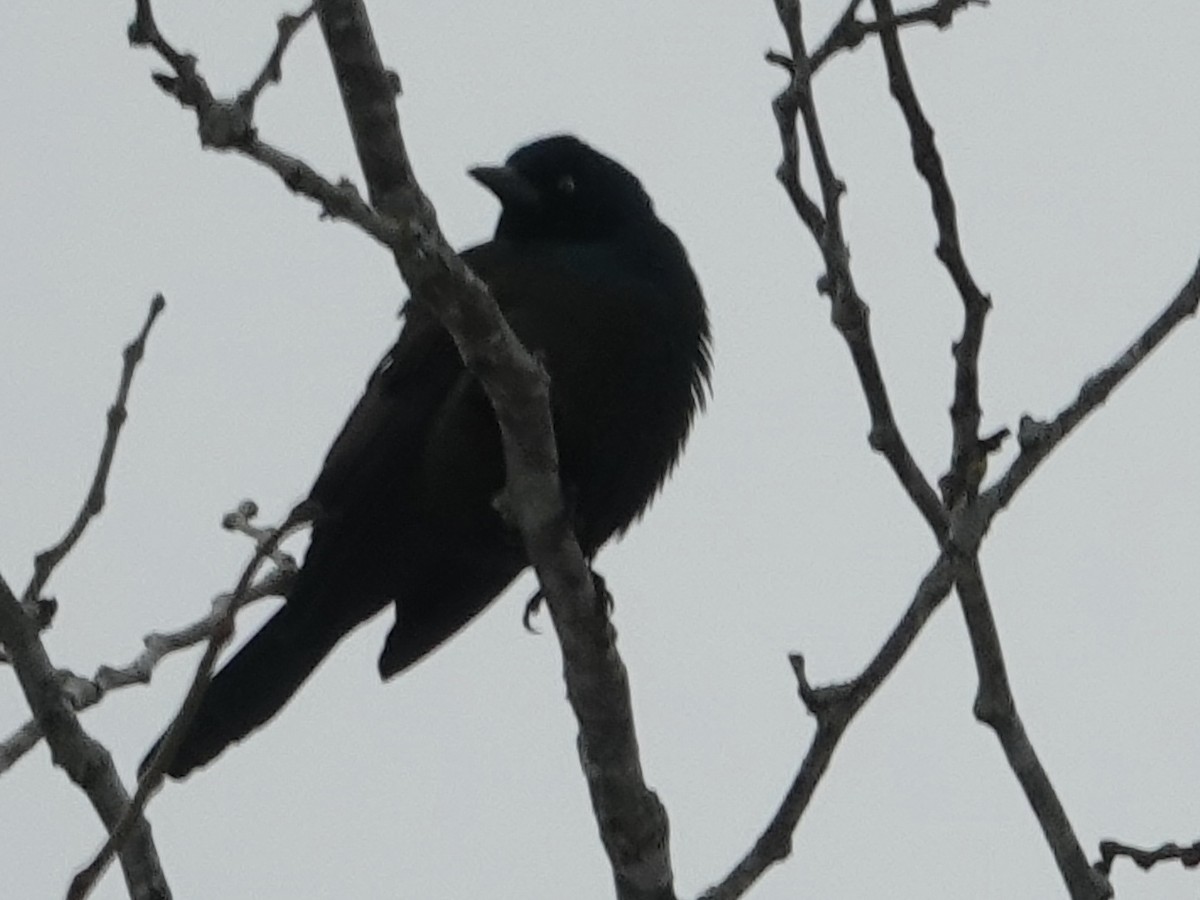 Common Grackle - ML646637622