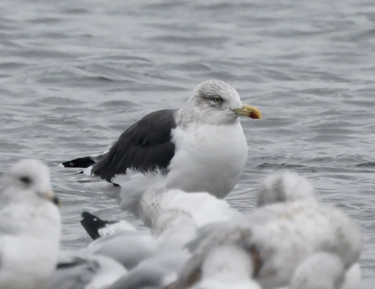 Бэсрэг цахлай - ML646637623