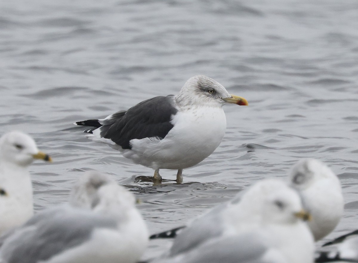 Бэсрэг цахлай - ML646637625