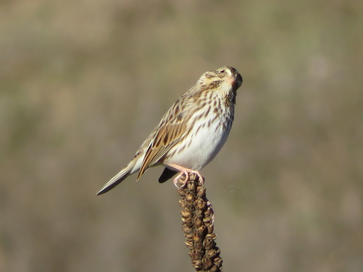 Savannah Sparrow - ML646637626
