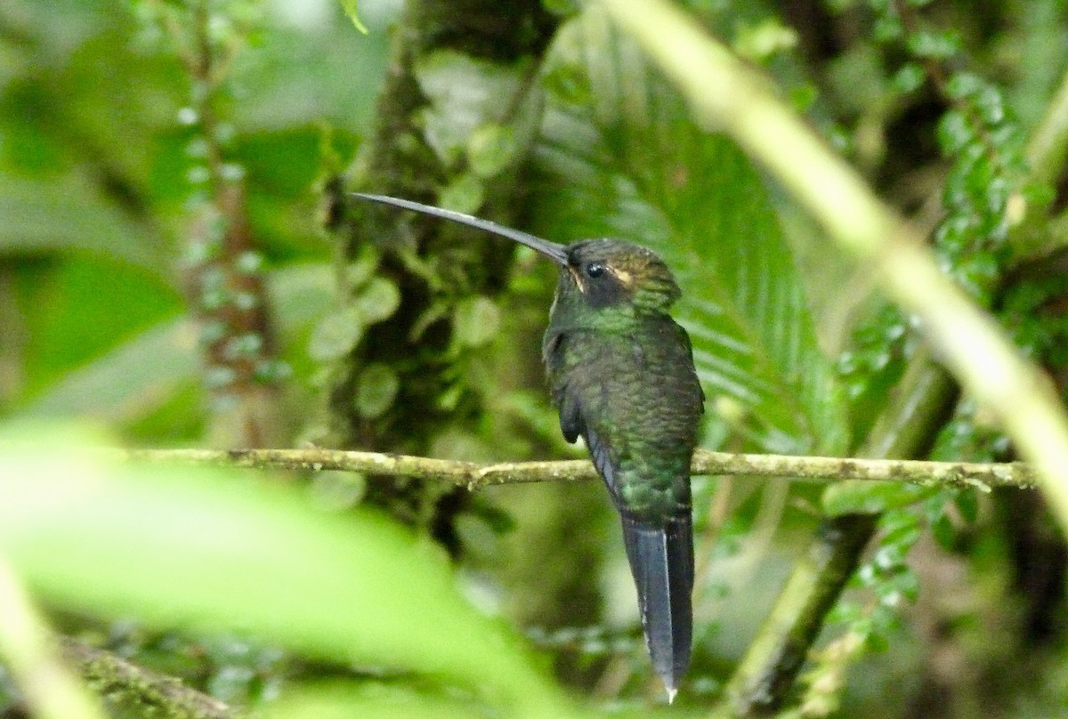 White-whiskered Hermit - ML646637627