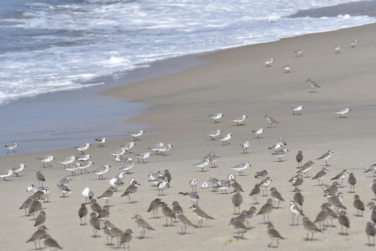 חופית לבנה - ML646637628