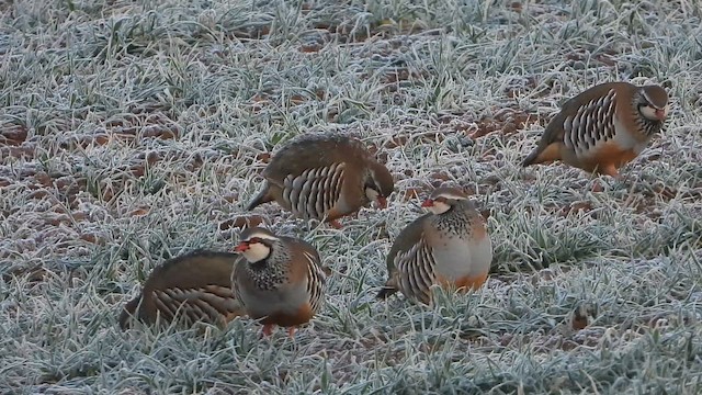 חוגלה אדמונית - ML646637629