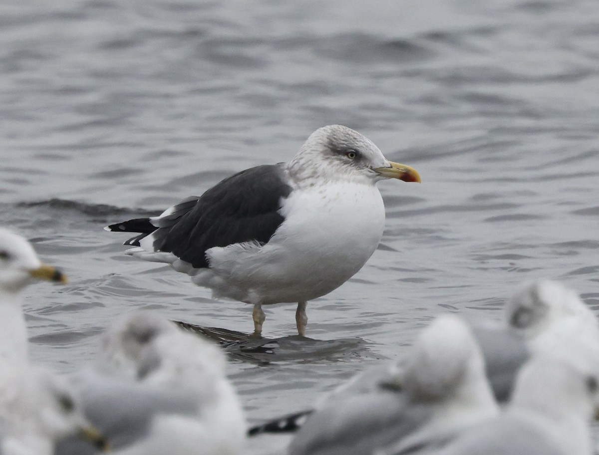 Бэсрэг цахлай - ML646637630