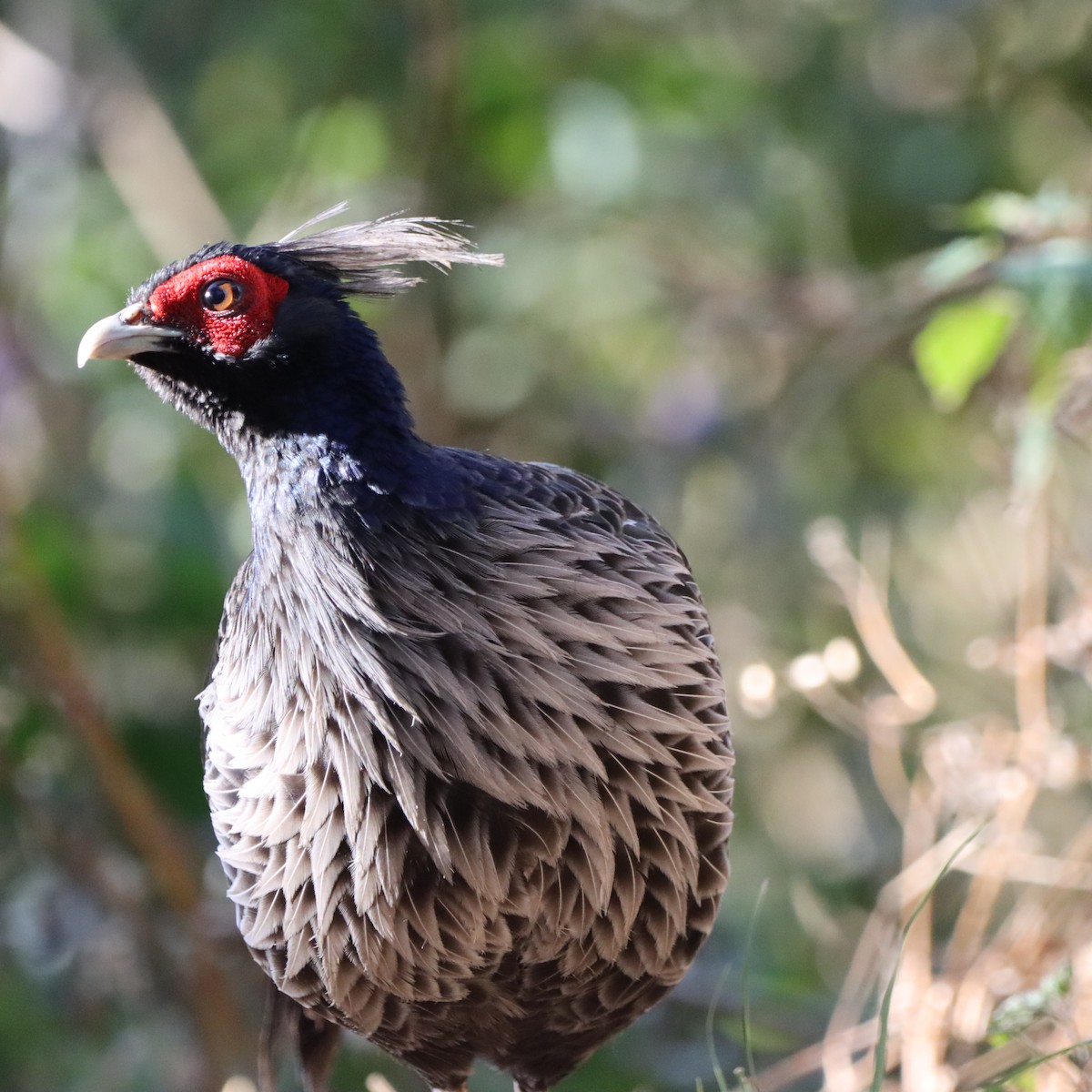 ミヤマハッカン - ML646637632