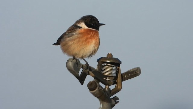 דוחל שחור-גרון - ML646637633