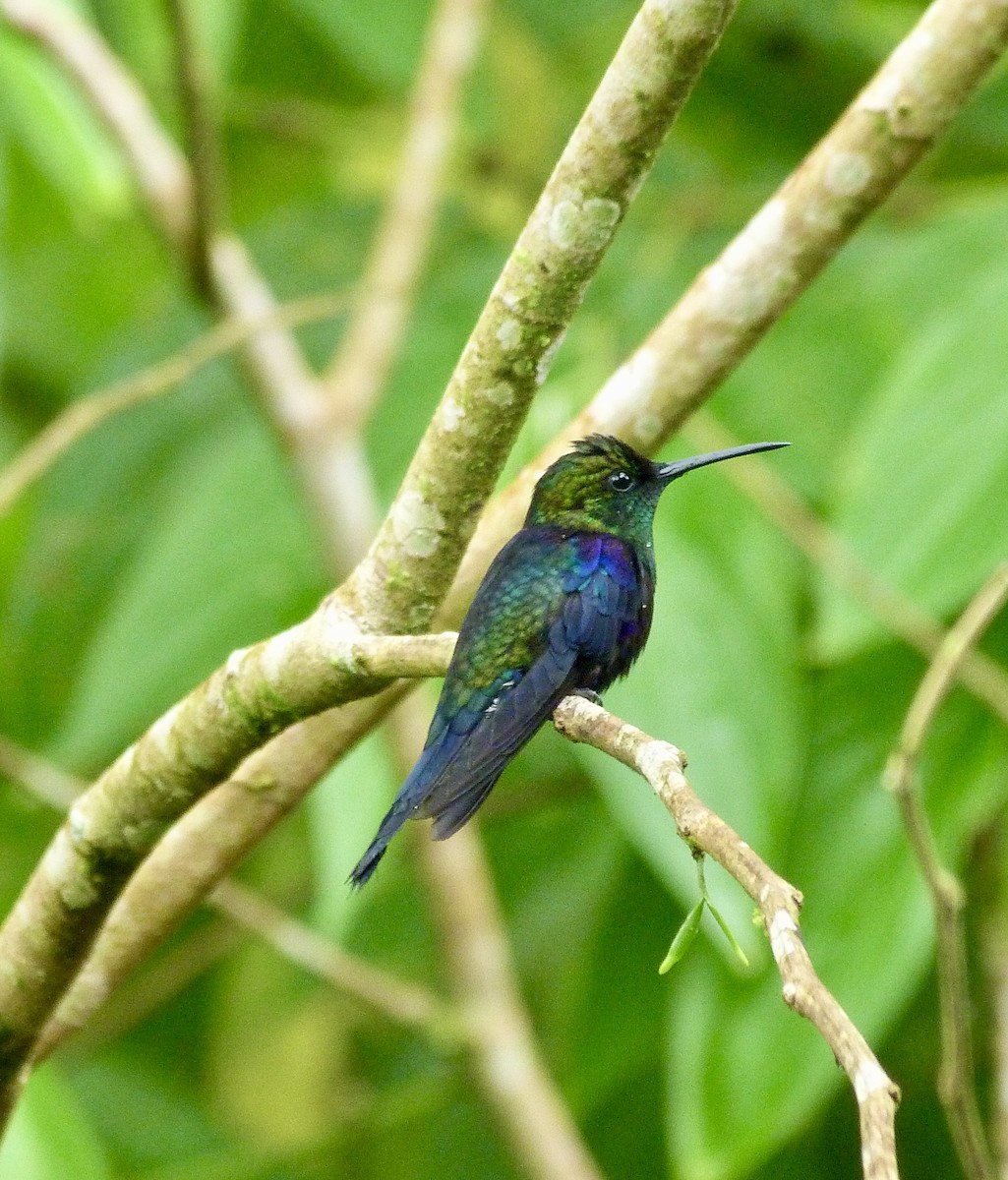 Crowned Woodnymph - ML646637634