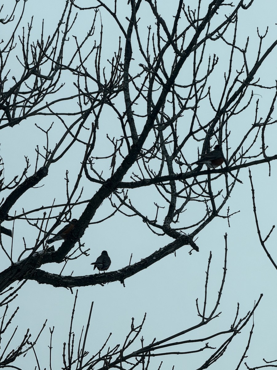 American Robin - ML646637635