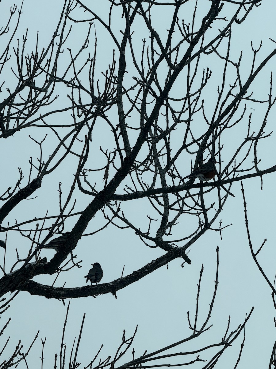 American Robin - ML646637636