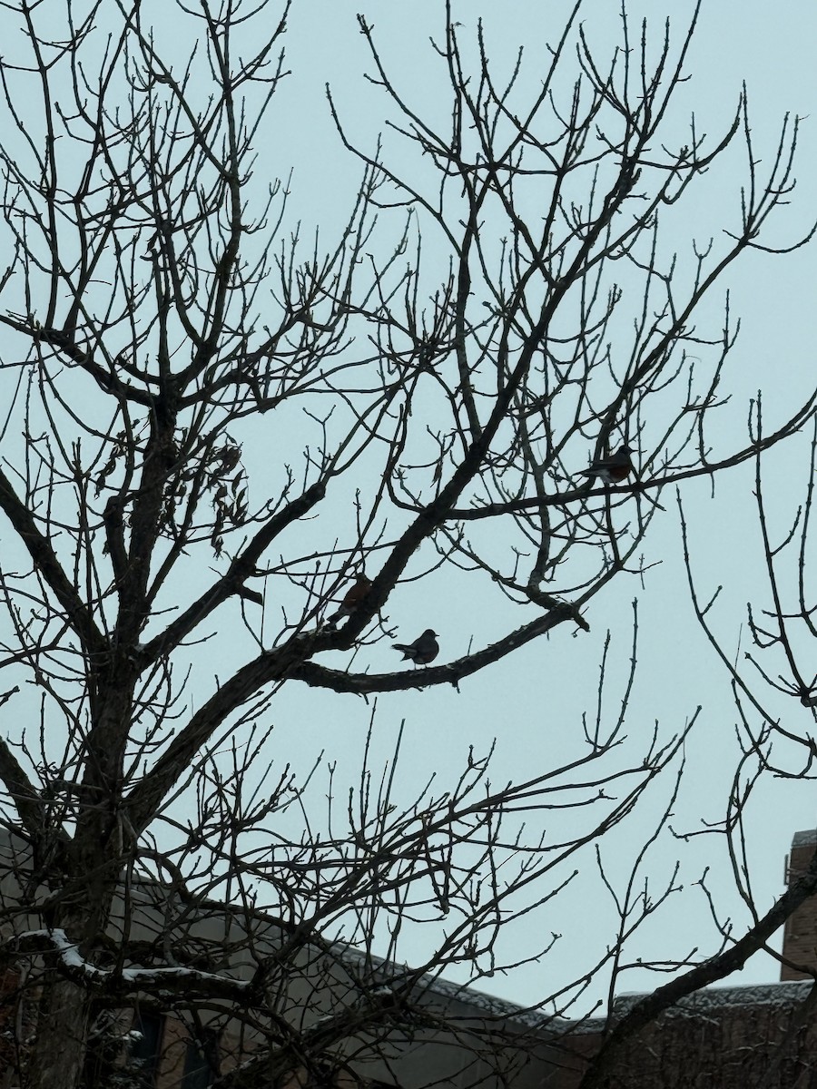 American Robin - ML646637637