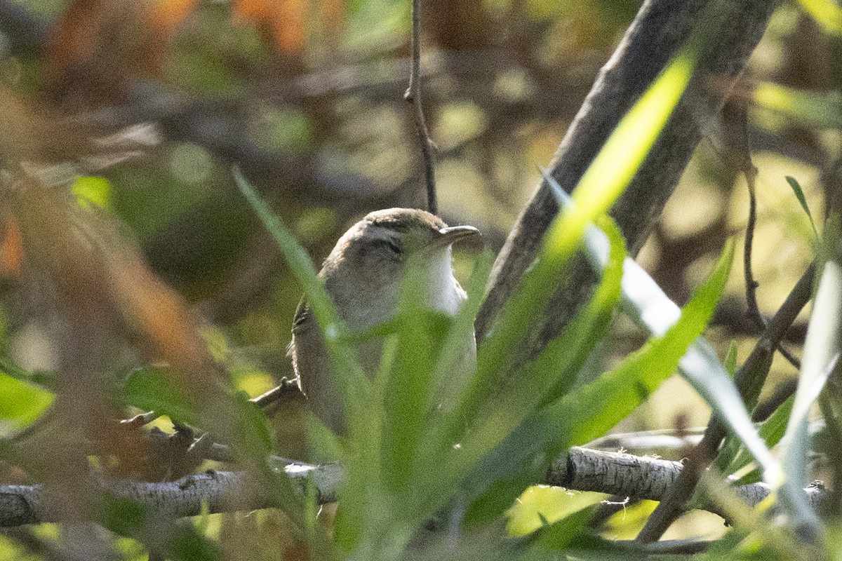 Northern House Wren - ML646637638