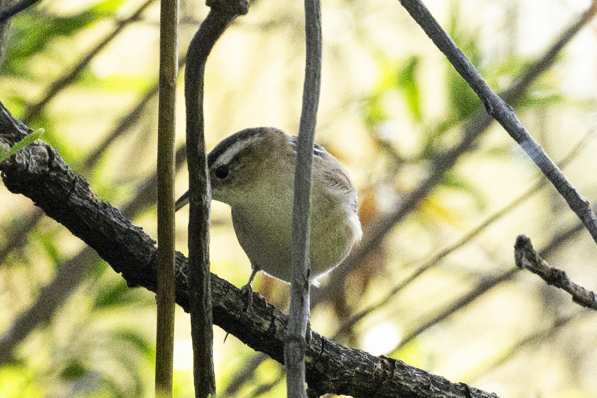 Northern House Wren - ML646637639