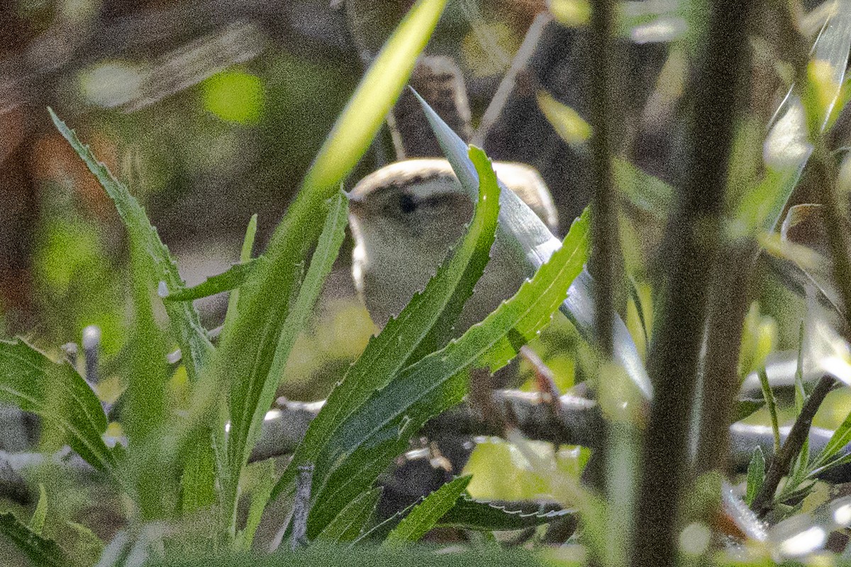 Northern House Wren - ML646637640