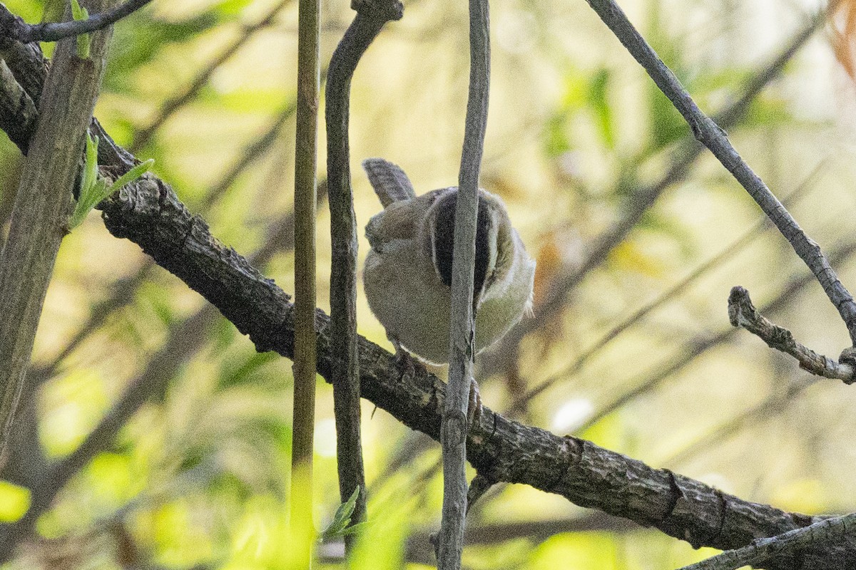 Northern House Wren - ML646637641