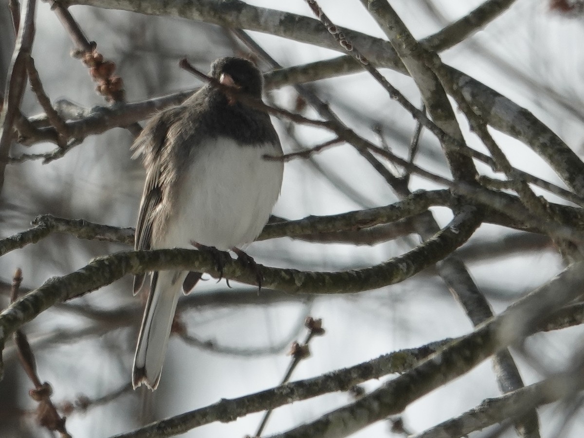 Серый юнко - ML646637643