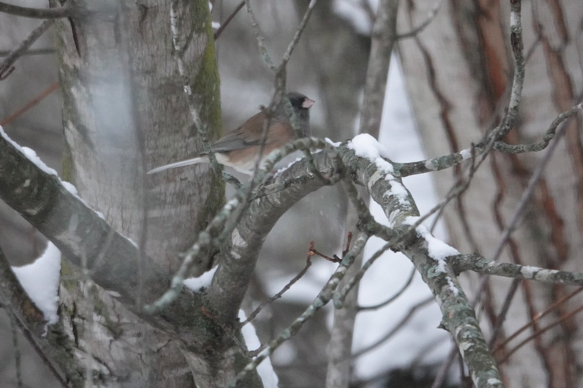 Серый юнко - ML646637645