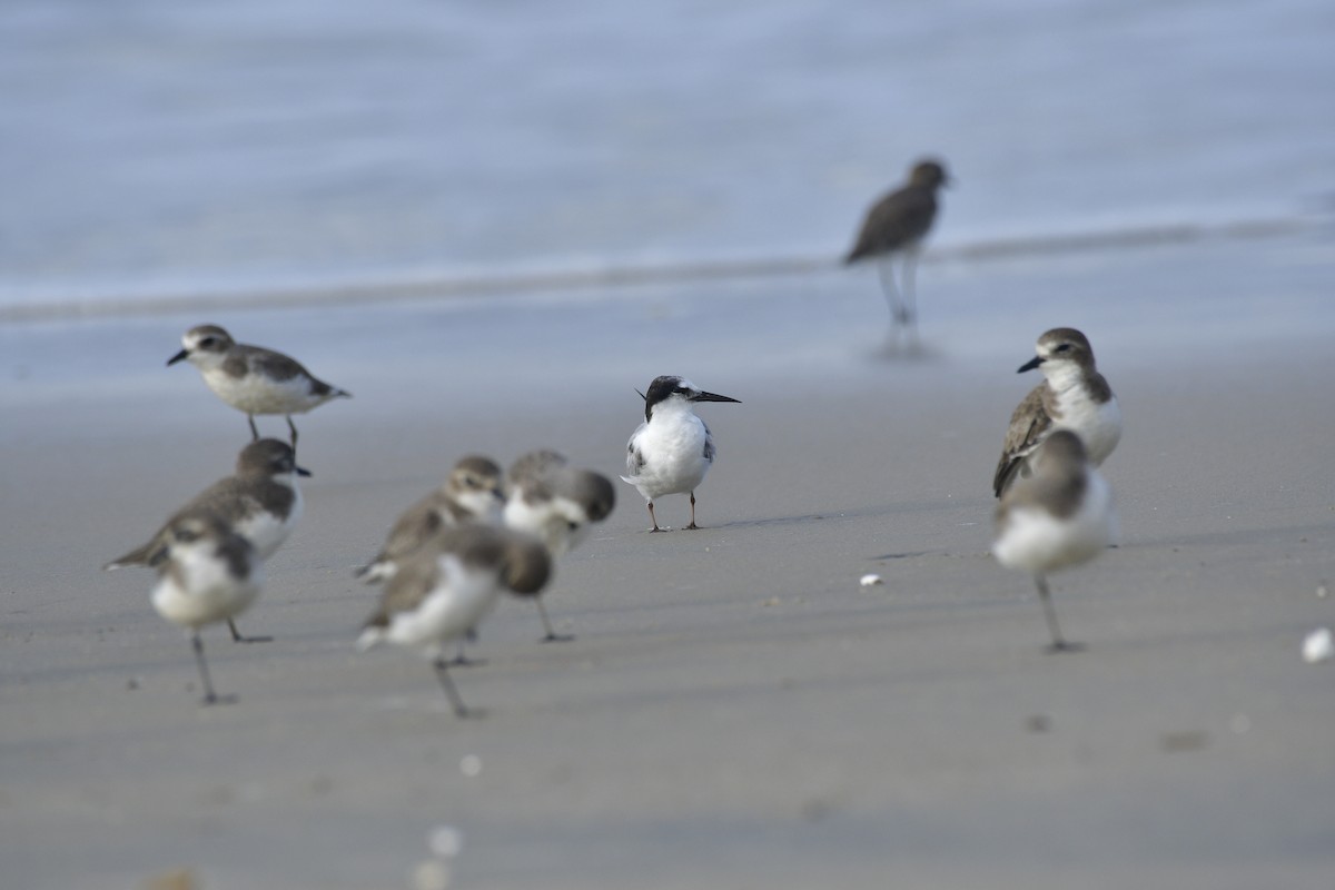 Common Tern - ML646637646