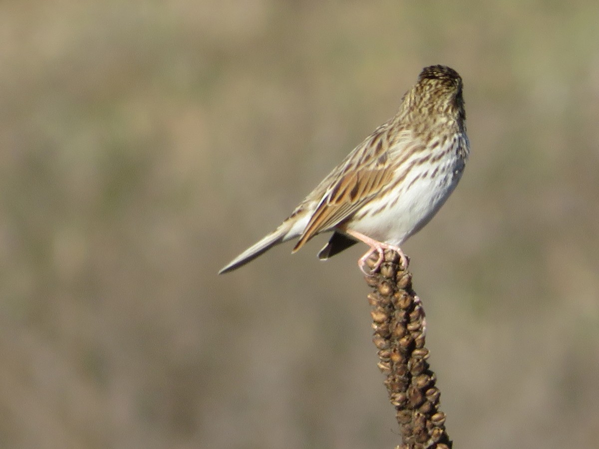 Savannah Sparrow - ML646637648
