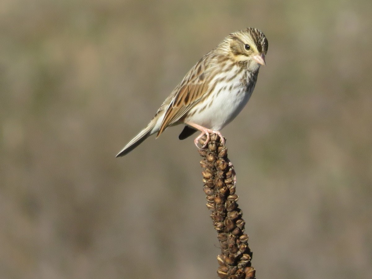 Savannah Sparrow - ML646637649