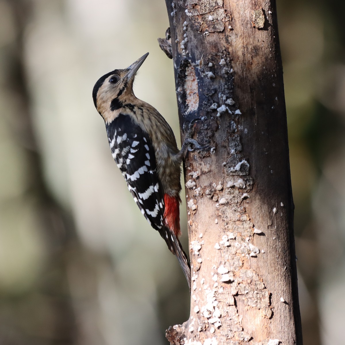 Буланый дятел - ML646637650