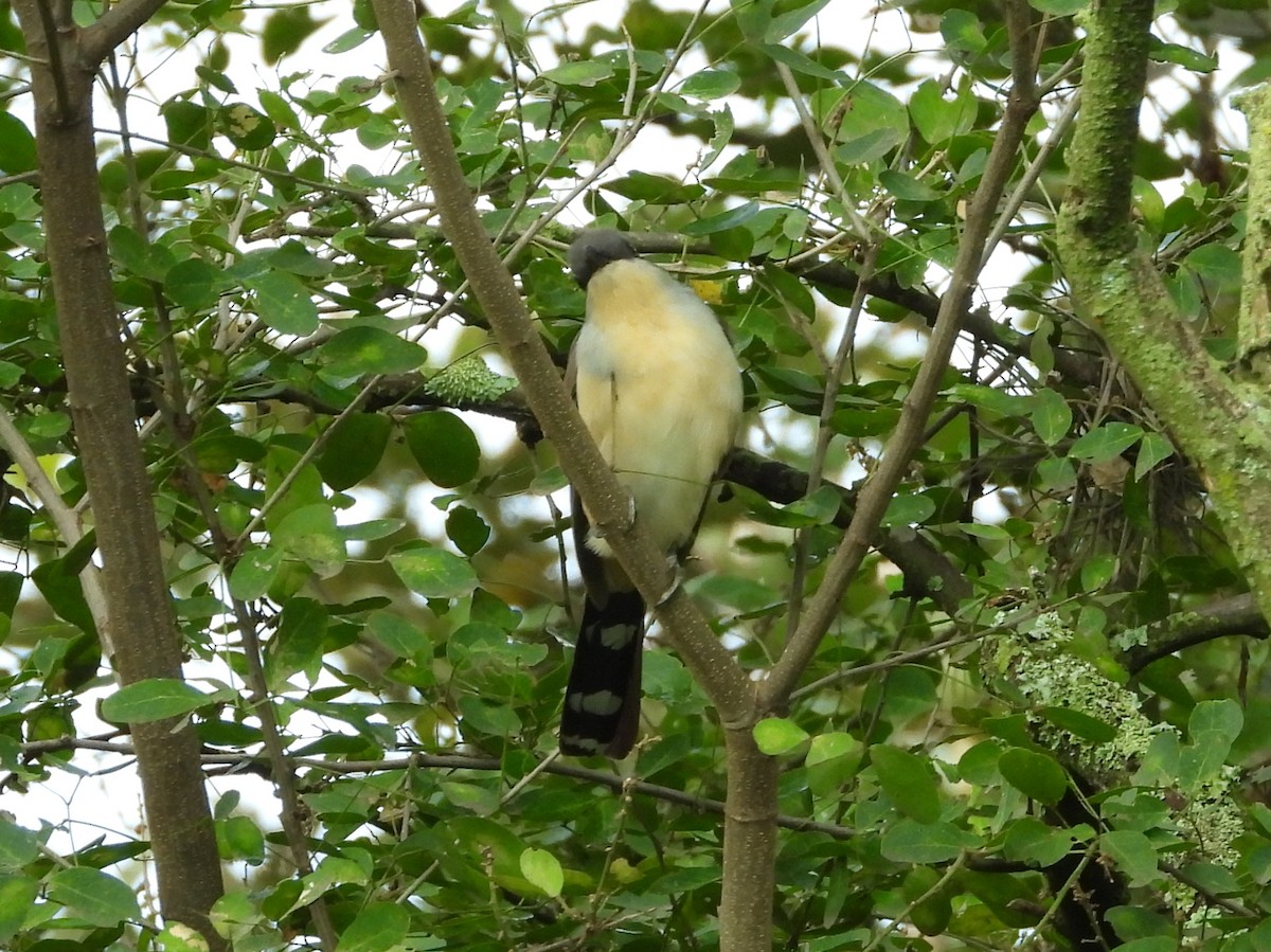 Галапагосская пиайя - ML646637652