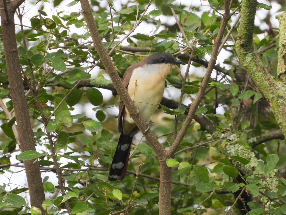 Галапагосская пиайя - ML646637654