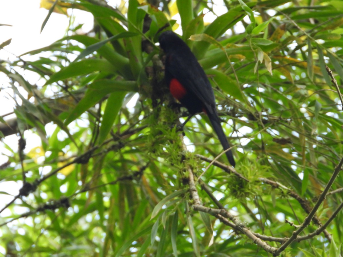 Краснобрюхий гракл - ML646637655