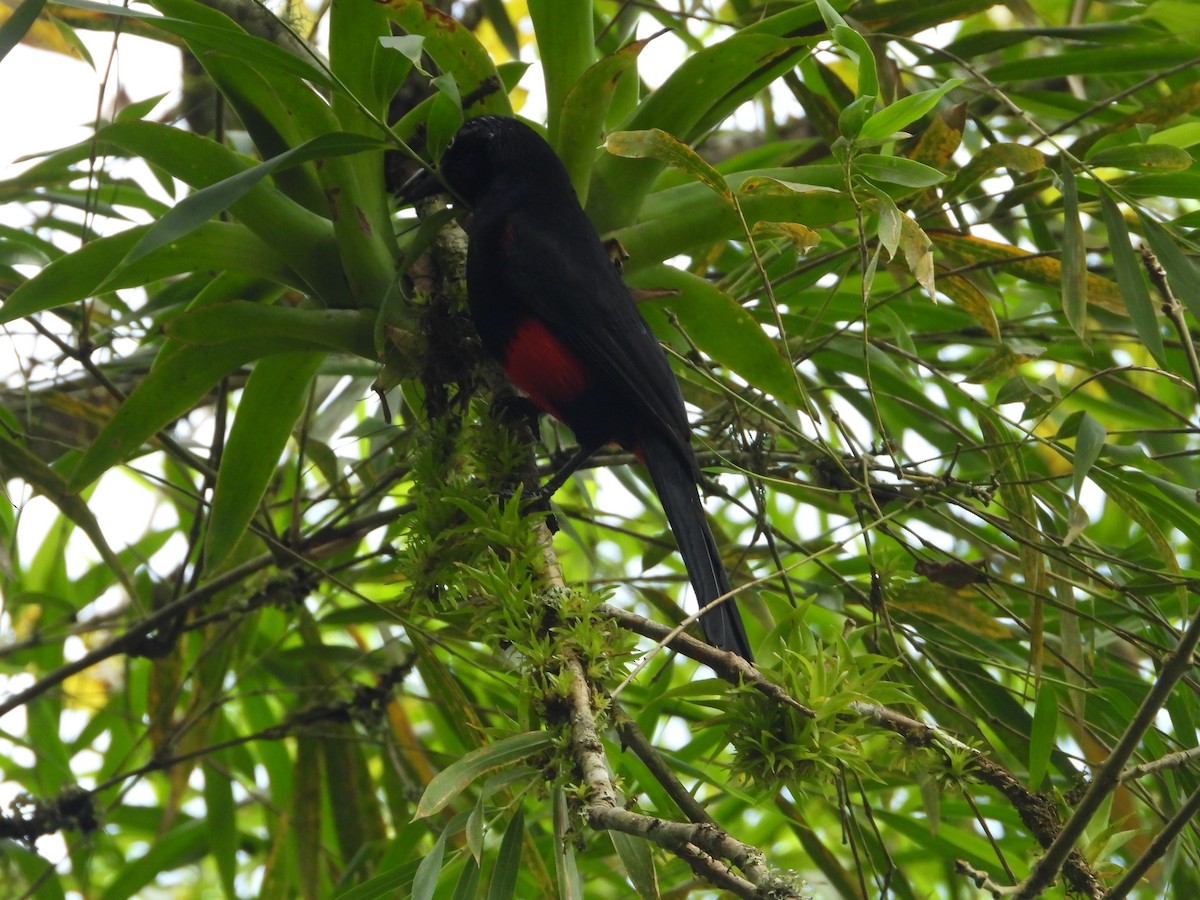 Краснобрюхий гракл - ML646637656