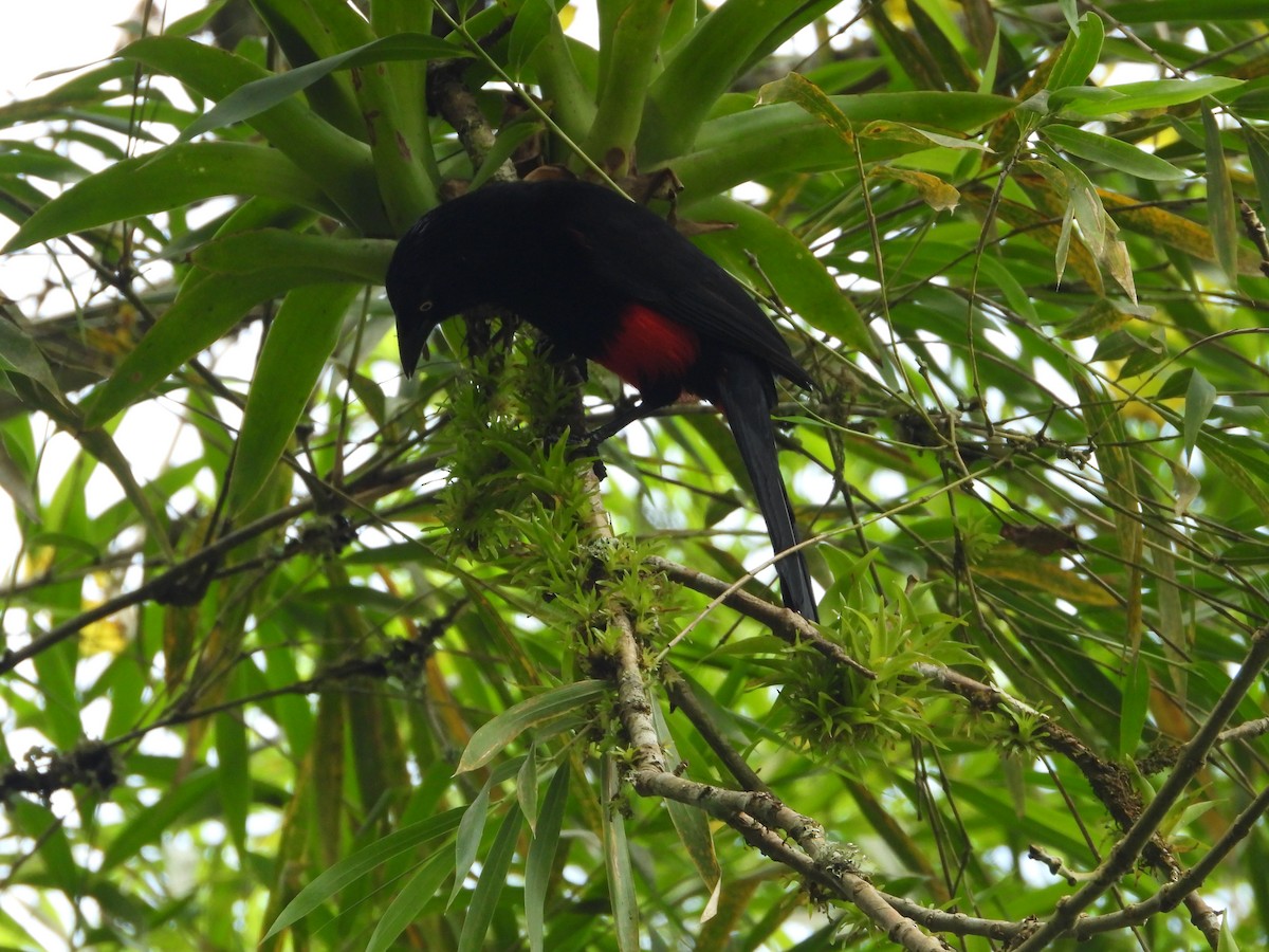 Краснобрюхий гракл - ML646637657