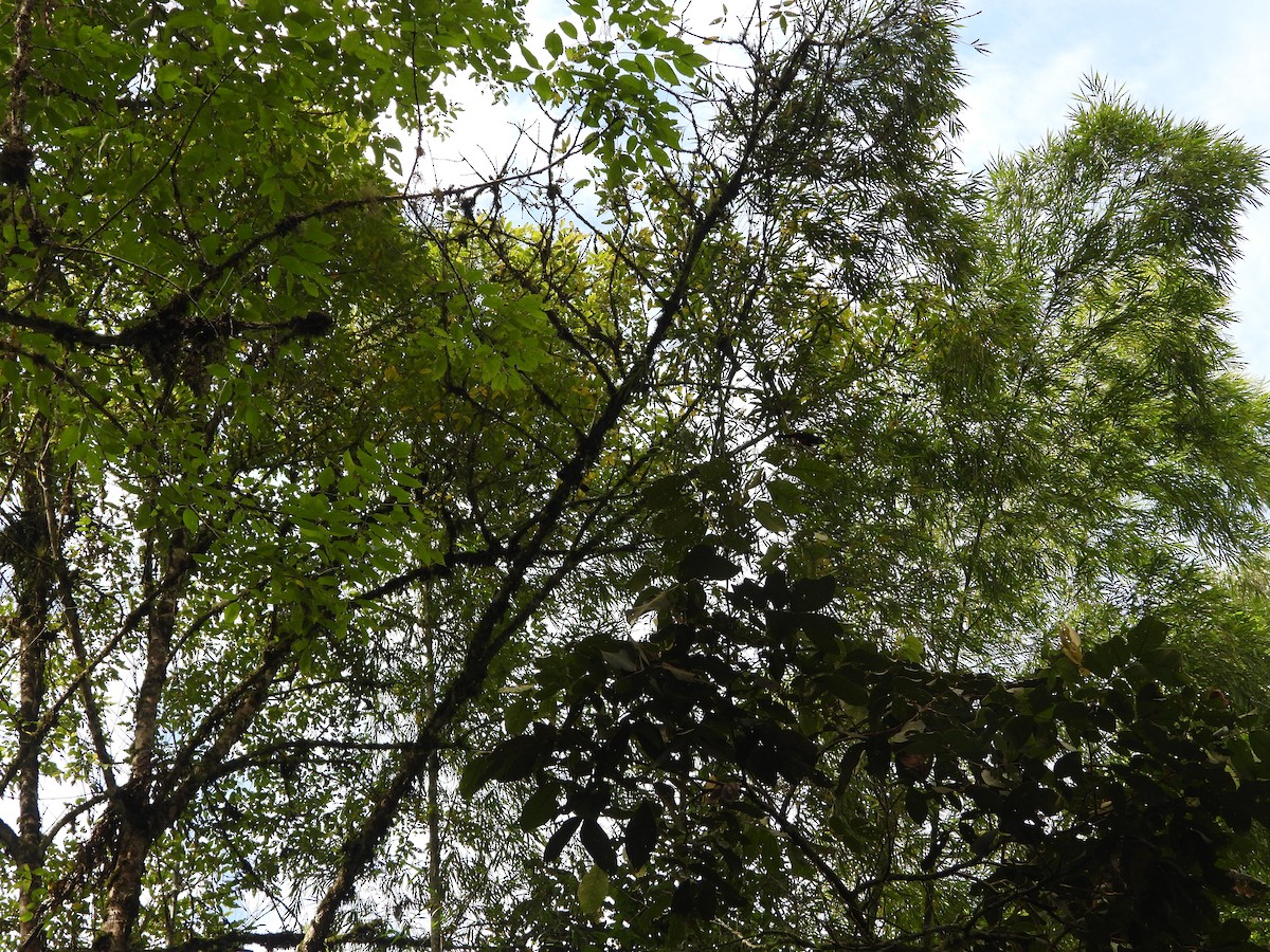 Краснобрюхий гракл - ML646637658