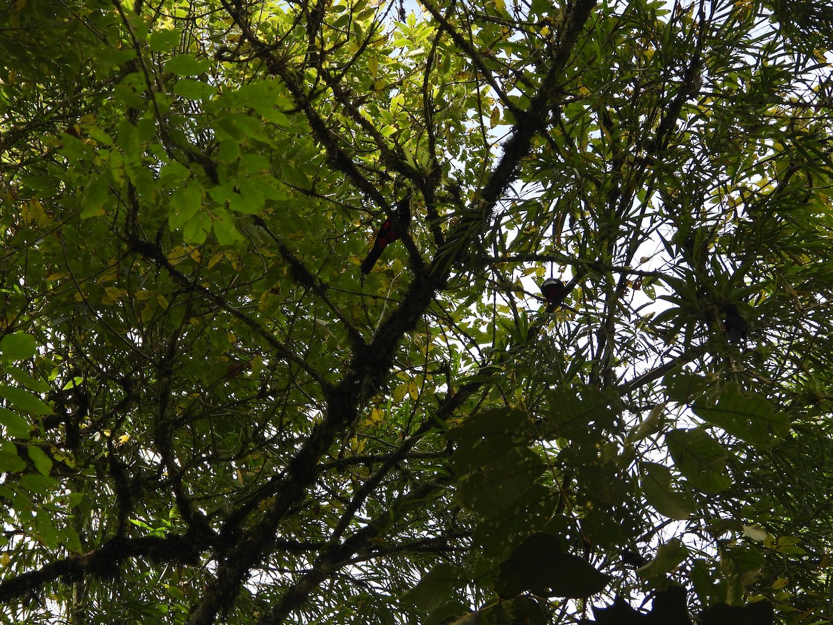 Краснобрюхий гракл - ML646637659