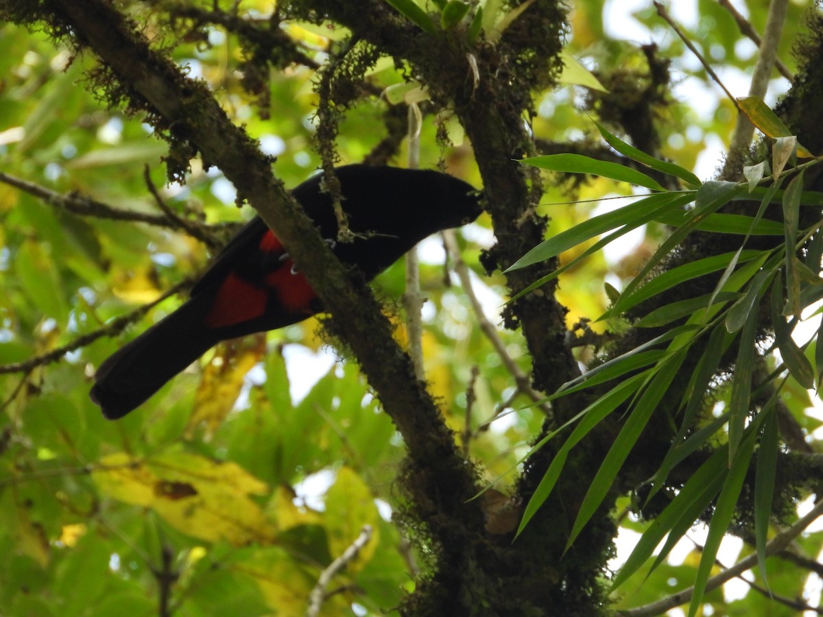 Краснобрюхий гракл - ML646637660