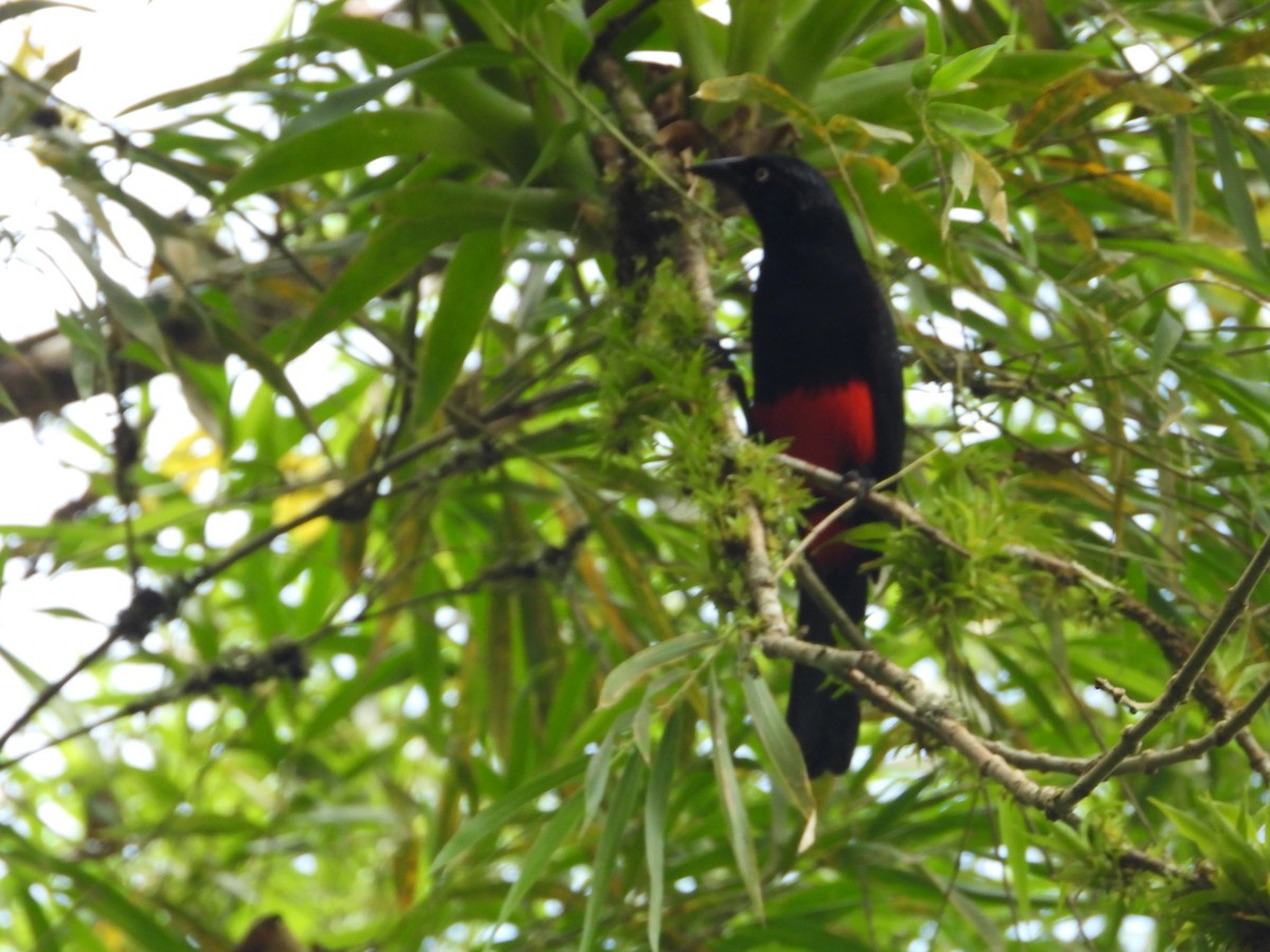 Краснобрюхий гракл - ML646637663