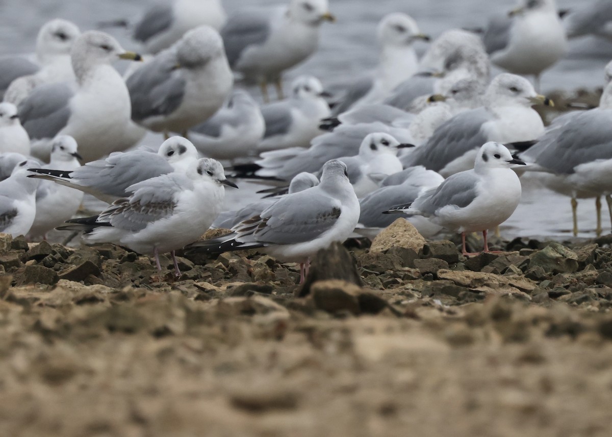 Bonaparte's Gull - ML646637664