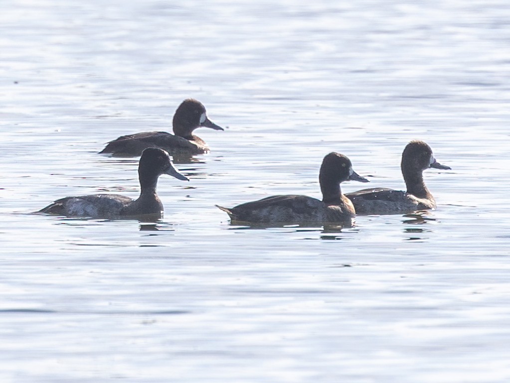 Karabaş/Morbaş Patka - ML646637666