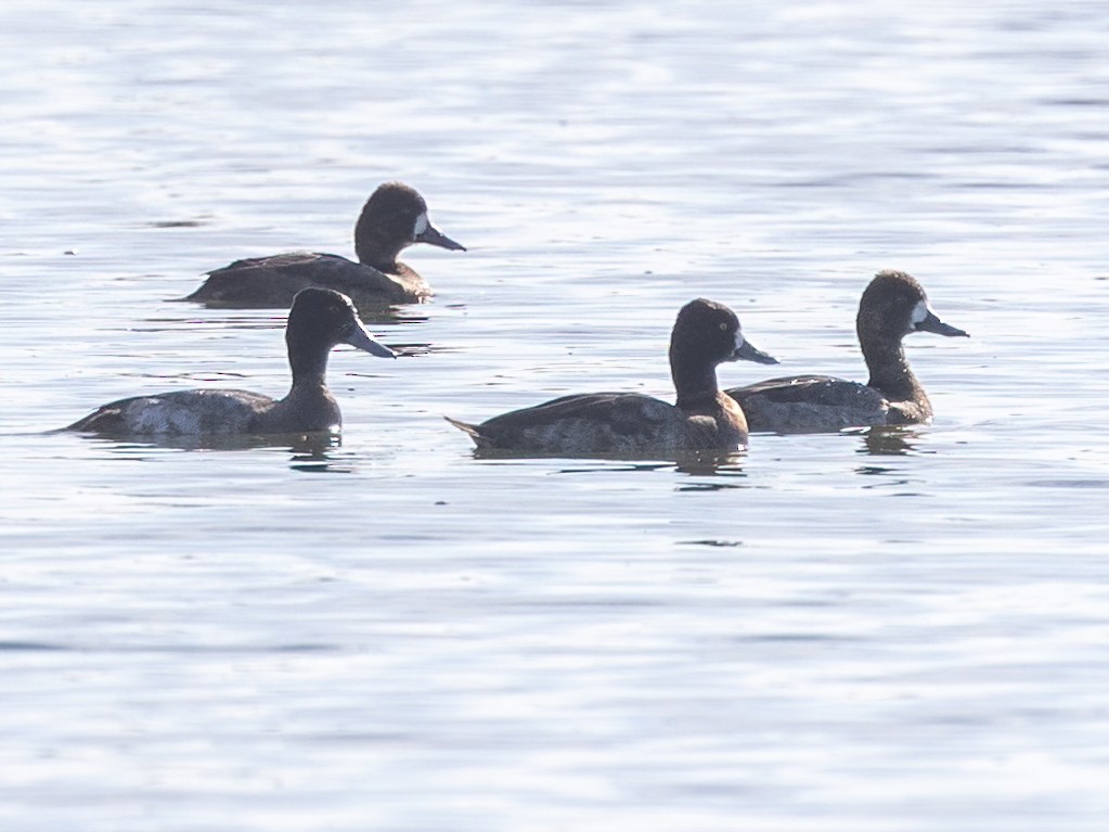 Karabaş/Morbaş Patka - ML646637667