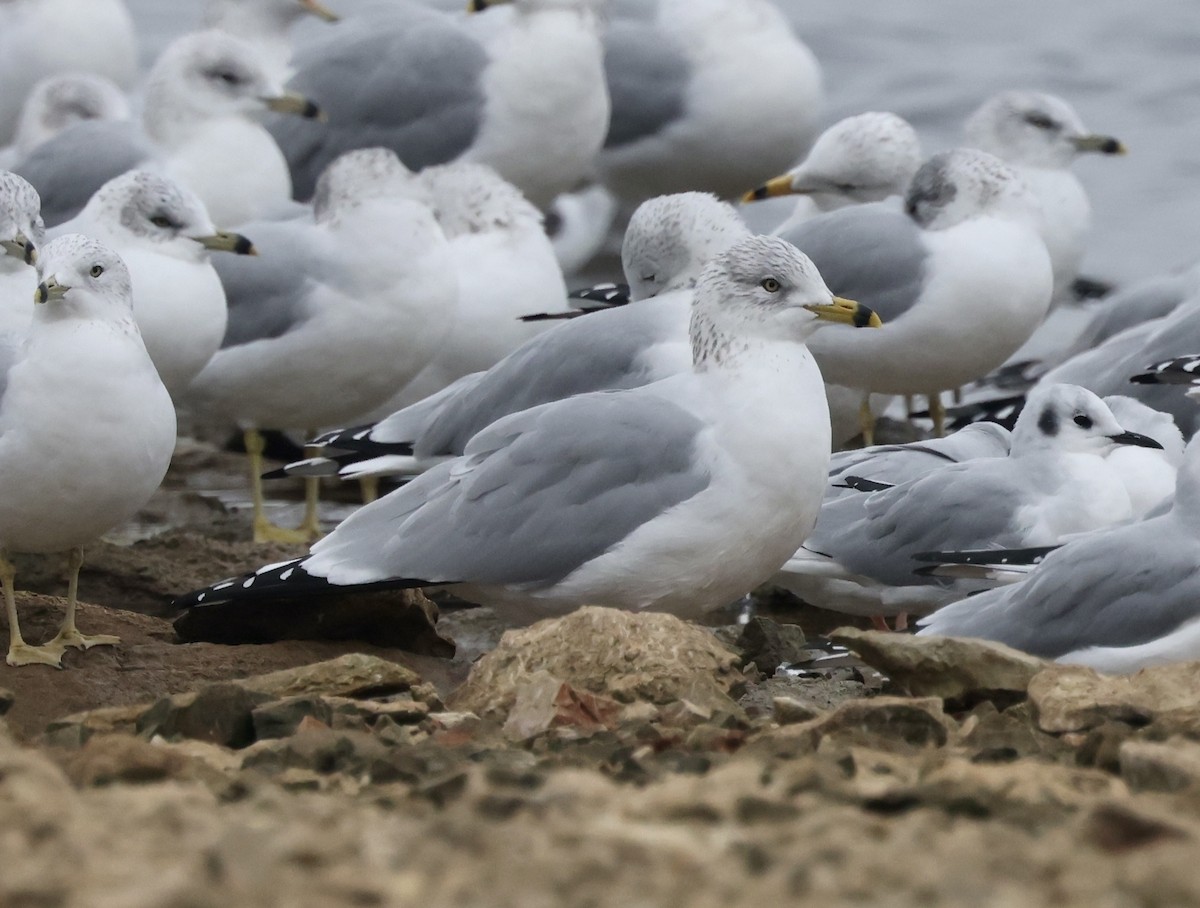 Ring-billed Gull - ML646637668