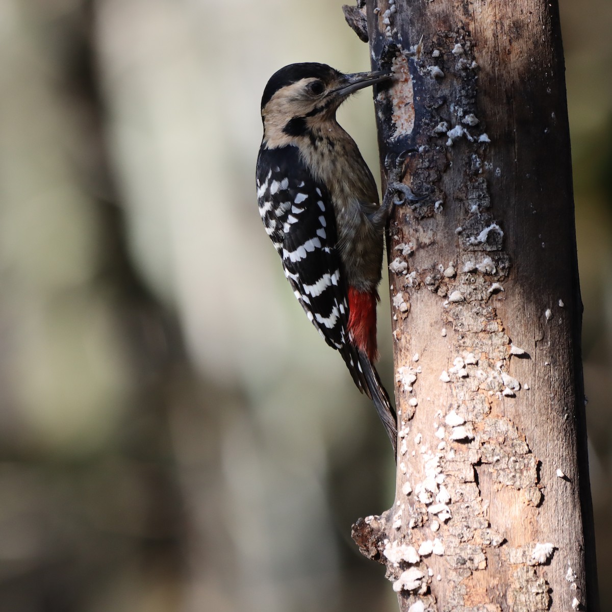 Fulvous-breasted Woodpecker - ML646637669