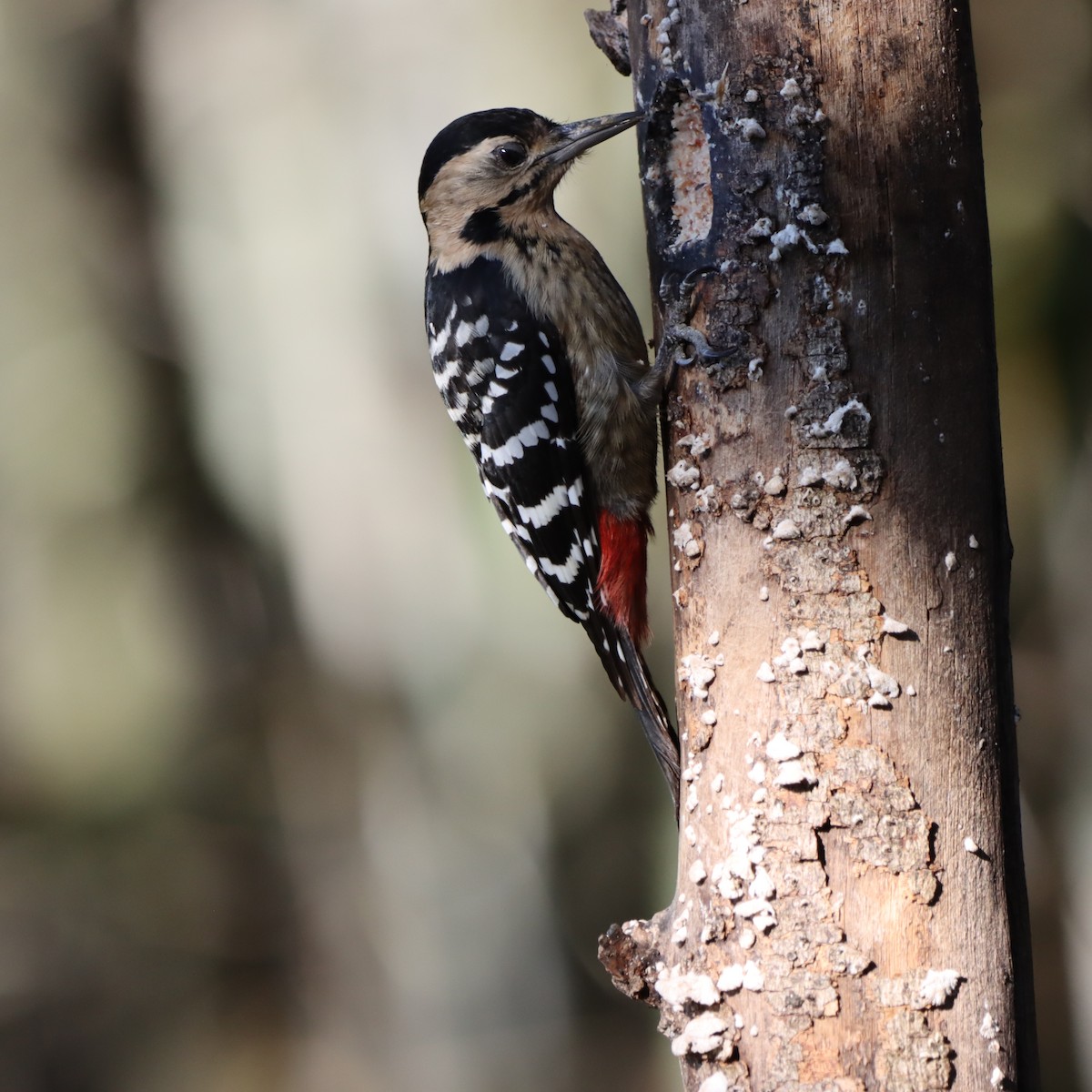 Fulvous-breasted Woodpecker - ML646637670